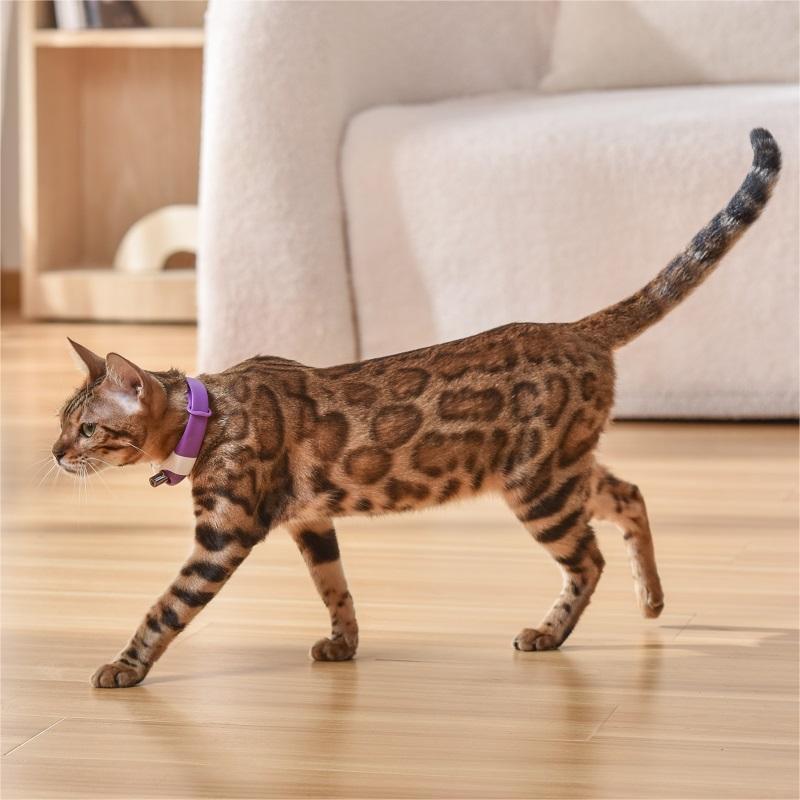 Pet Cat Toy Laser stylish Collar