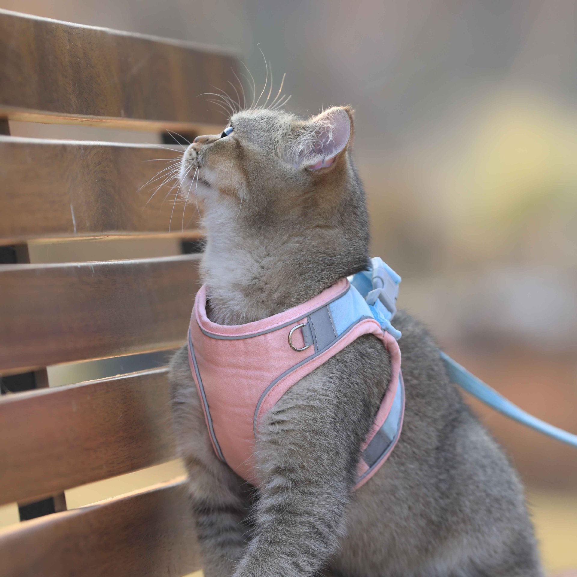 Cat Chest Harness Cute Walking Rope