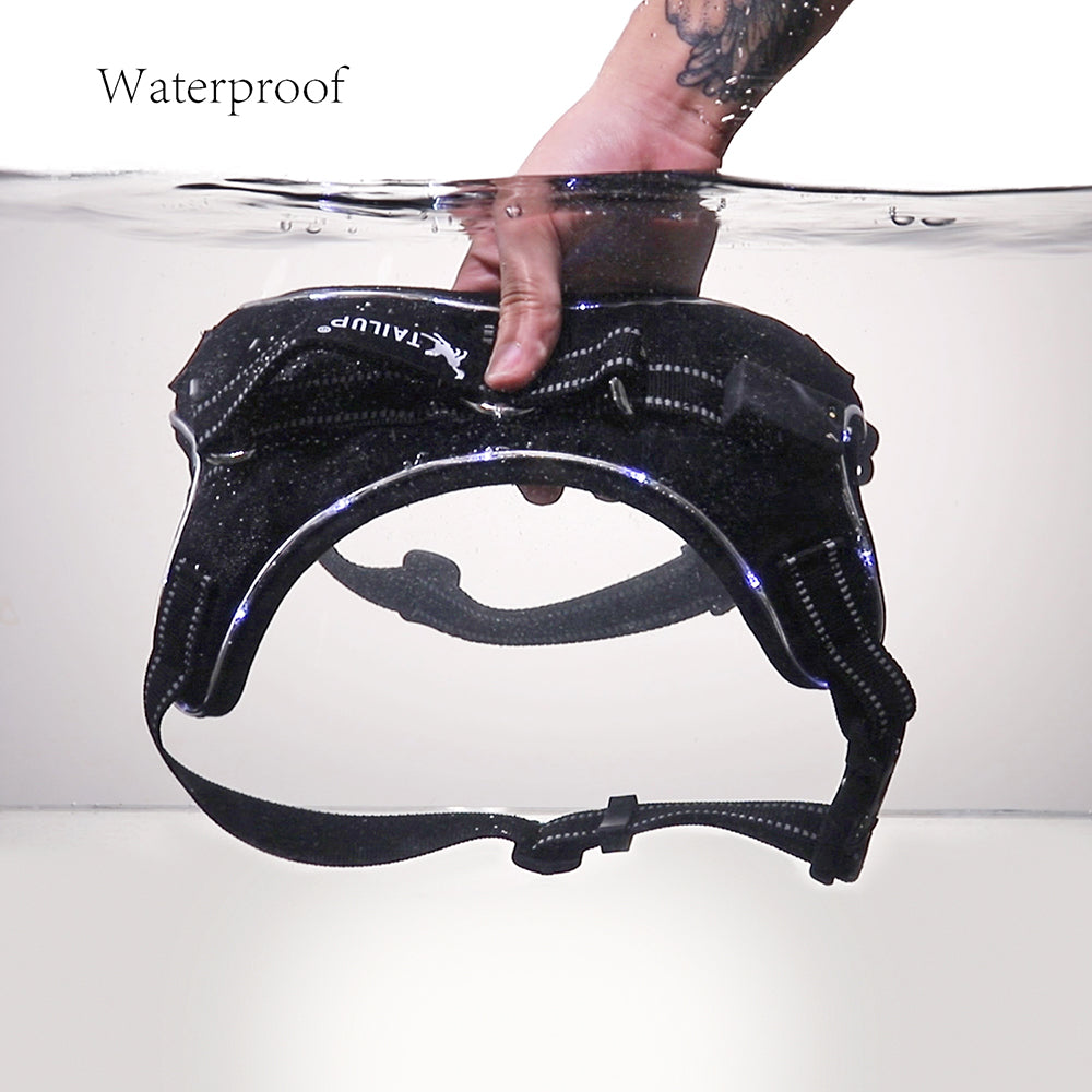 Glowing dog collar Harness