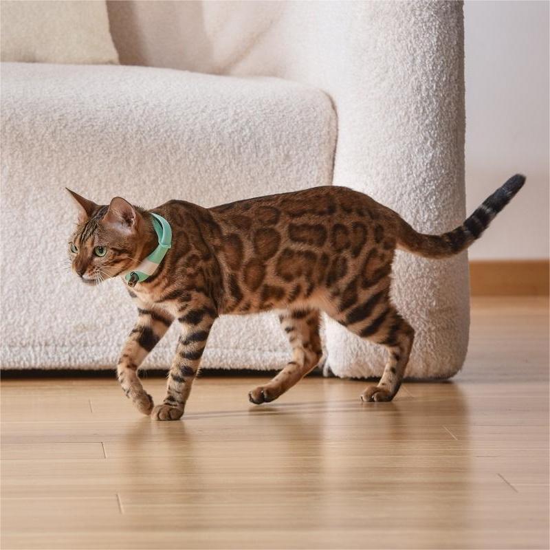 Pet Cat Toy Laser stylish Collar
