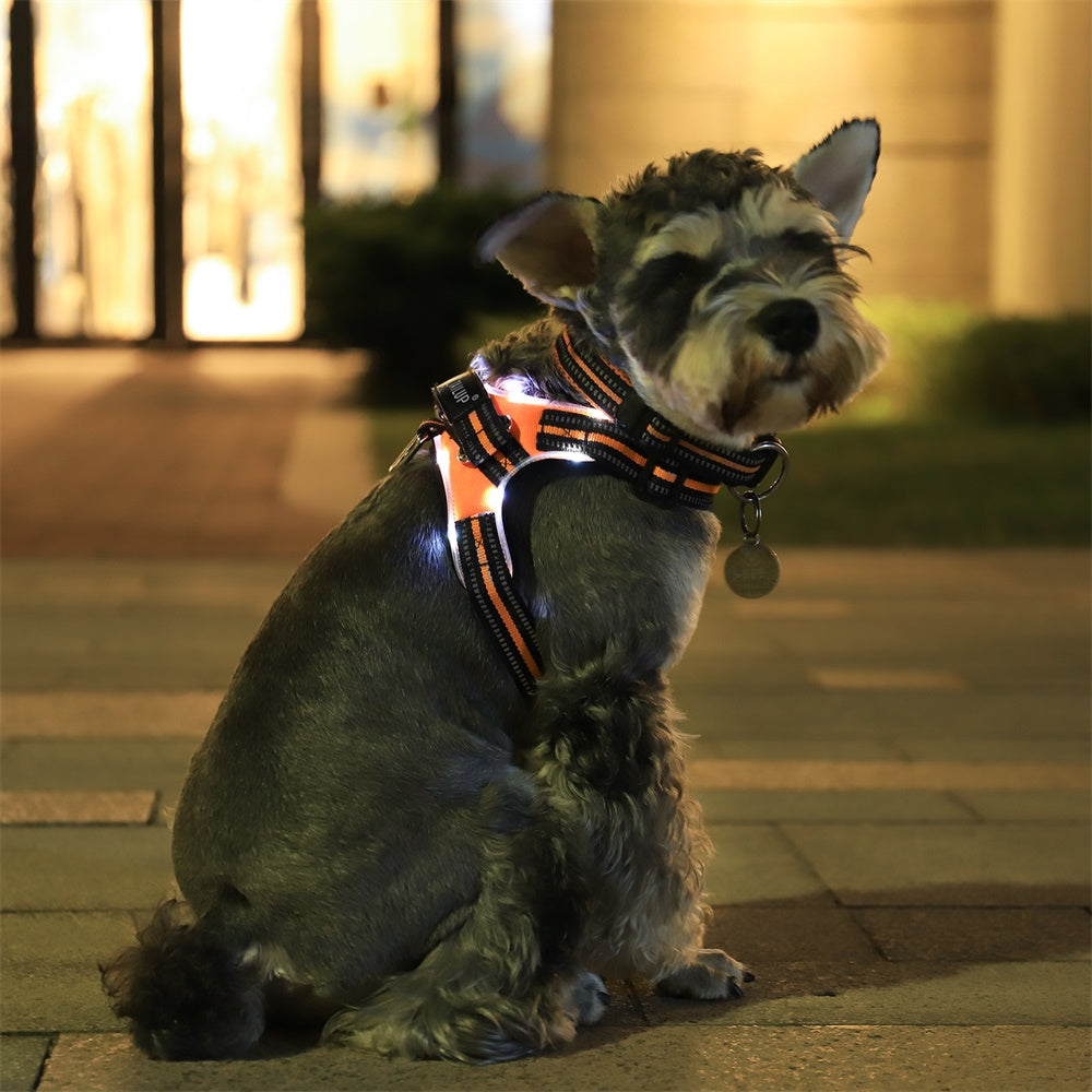Glowing dog collar Harness