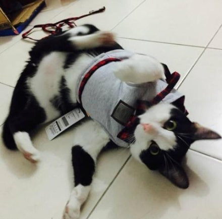 Kitty Cat Perfect Harness Offer