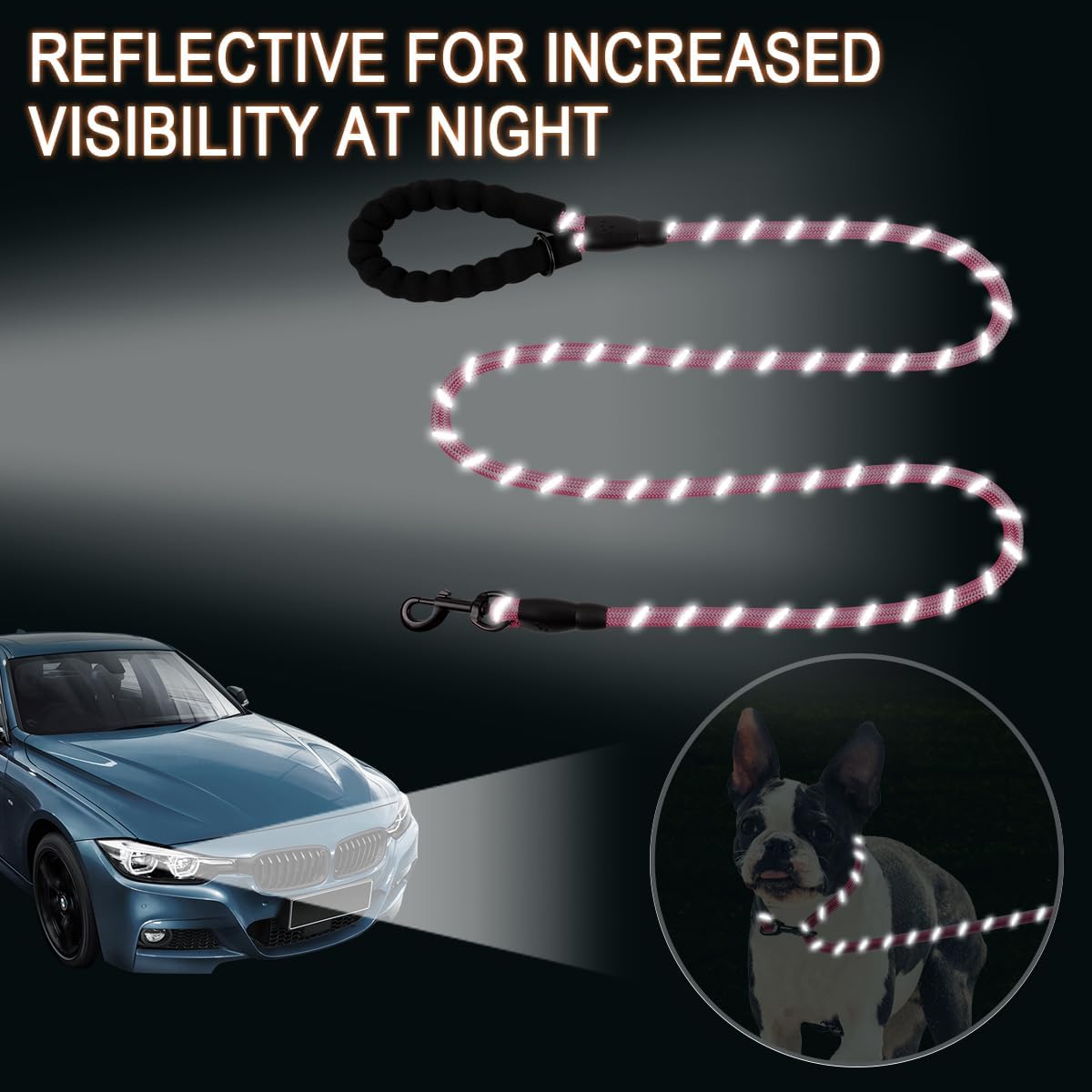 Dogs and Cats Leash Walking