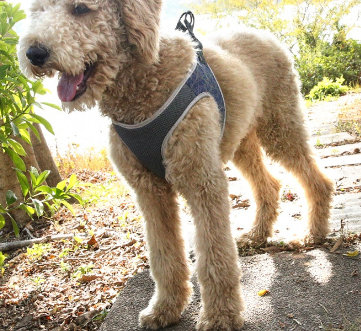 Dog Comfort-Focused Fit Harness